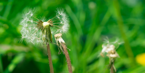 dandelion on green grass