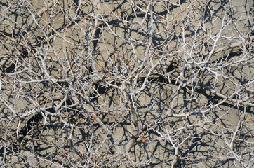 Dense branches without leaves on the background of a gray wall, cast a shadow on the wall.