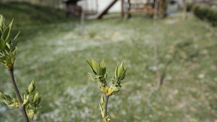 wild flowers in the grass