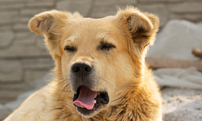 Fototapeta premium Portrait of a cute mutts on the street