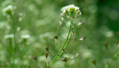 Wild flower on a background of green grass