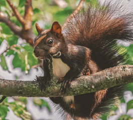 Entspanntes Eichhörnchen