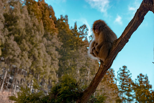 Affe auf dem Baum