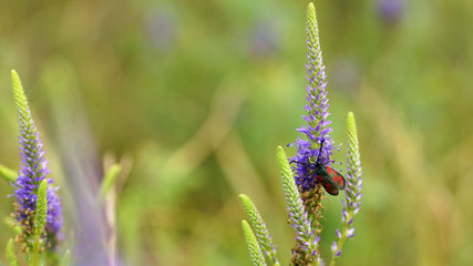 Red insect