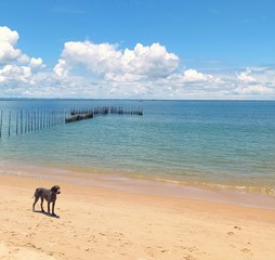 Fototapeta na wymiar Dogs on the beach
