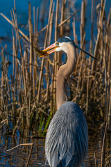 Great Blue Heron (Ardea herodias). Isolated, holding fish.