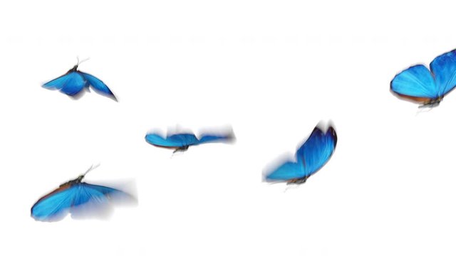 Group of Beautiful Blue Colored Butterflies Morpho Menelaus Flying on White and Green Backgrounds Close-up. Loop-able 3d Animation with Green Screen Alpha Channel. 4k Ultra HD 3840x2160