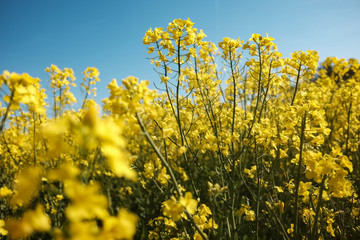 Wide shot of Colza cultivation, this yellow beauty will become oil one day. 