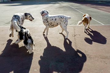 Dogs playing in the park