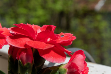 Wassertropfen auf einer roten Blüte