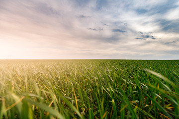 green grass and gloomy sky