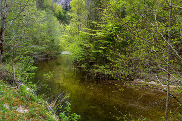 river in the forest