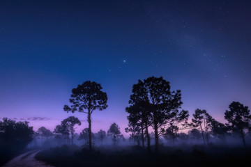 View of Mars, Jupiter and Saturn and the Milky Way in the early morning sky over Babcock Wildlife Management Area near Punta Gorda, Florida