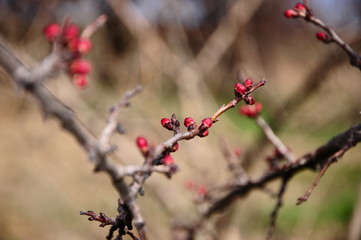 
flowers macro sky sunset dogs husky and dachshund sea beach sun lake city field pitfall duck