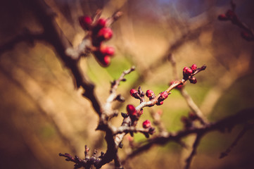 
flowers macro sky sunset dogs husky and dachshund sea beach sun lake city field pitfall duck