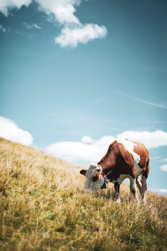 Cow On A Field Sky In The Background