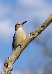 Red-bellied Woodpecker (Melanerpes carolinus) perched under a sunny blue sky.