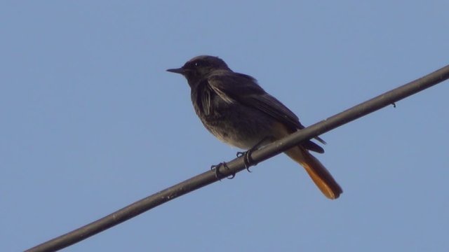 Garden Warbler sings against a blue sky.