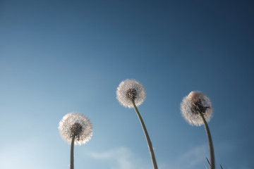 Buttercup flowers growing in a green field during springtime.