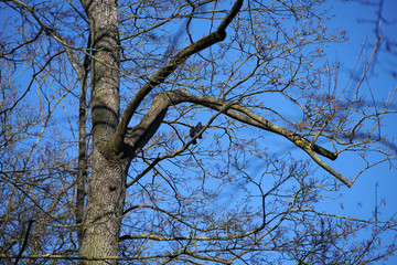 Fototapeta premium tree branches against blue sky