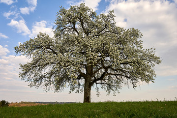 Apfel Baum ( pomum ligni ) blüht schön in weis, graue Wolken am blauen Himmel, grünes Gras.
Baden Württemberg, Deutschland