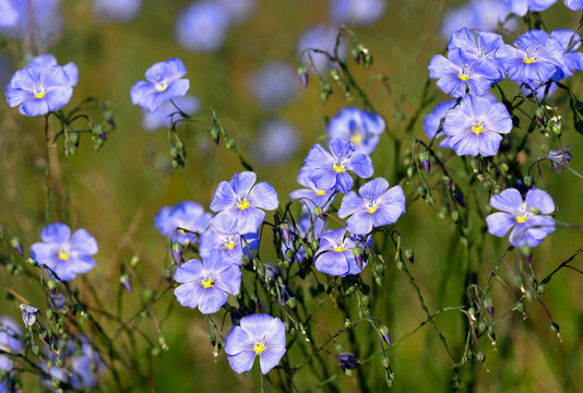 Flax Linum perenne in natural habitat, Hungary