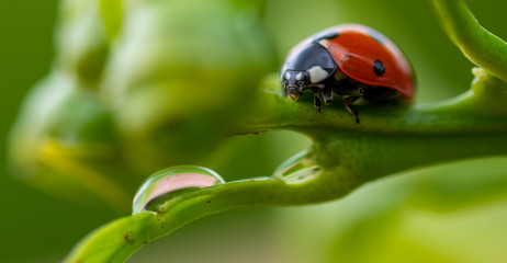 Detail of a red ladybug devouring an aphid with green background © Miguel Ángel RM