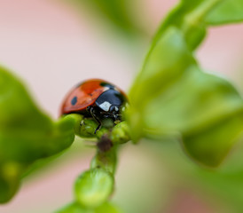 Detail of a red ladybug devouring an aphid with green background