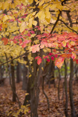 Abstract yellow and red autumn leaves in autumn .a red autumn leaf on a tree. Colorful foliage in the park. Falling leaves natural background . Background of colorful autumn leaves on forest floor .