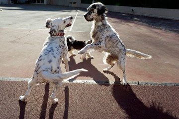 Dogs playing in the park