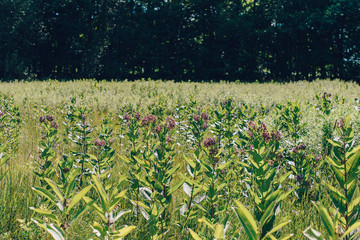Milkweed Field | Wild Food | Foraging