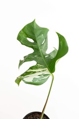 Leaf of a Monstera Deliciosa Variegata Jungle Plant