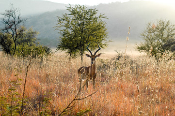 Male impala amongst golden grass in early morning, Kruger National Park, South Africa