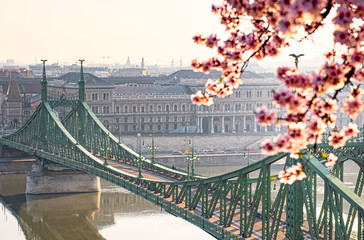 Beautiful Liberty Bridge with almond blossom in Budapest