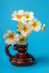 Cute bouquet of spring white-yellow primrose flowers in a vase on a blue background