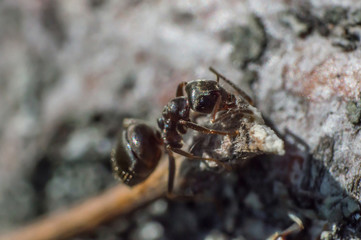 Brown ant in macro
