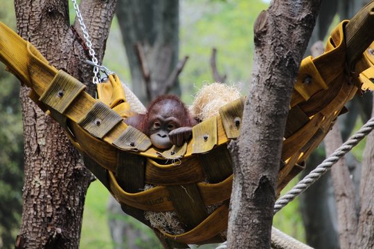 Monky Bilder – Durchsuchen 501,992 Archivfotos, Vektorgrafiken und ...
