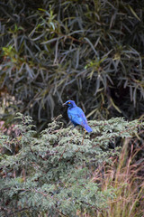 Cape Glossy Starling on green shrub, Pilanesberg National Park, South Africa