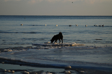 
flowers macro sky sunset dogs husky and dachshund sea beach sun lake city field