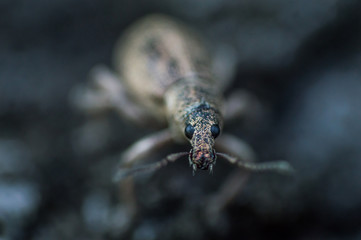 Face of weevil beetle in macro.