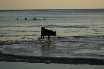 
flowers macro sky sunset dogs husky and dachshund sea beach sun lake city field