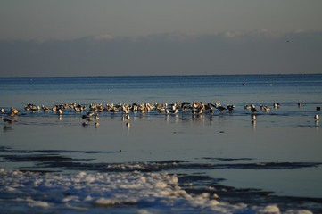 
flowers macro sky sunset dogs husky and dachshund sea beach sun lake city field