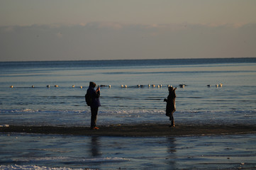 
flowers macro sky sunset dogs husky and dachshund sea beach sun lake city field