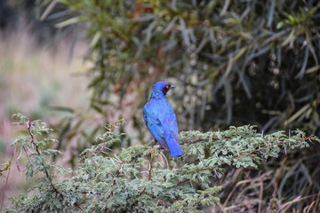 Cape Glossy Starling on green shrub, Pilanesberg National Park, South Africa
