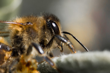 Fluffy bee in macro on a green leaf