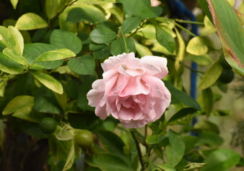 pink rose bush