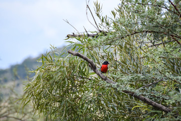 Crimson-breasted shrike on branch, Pilanesberg National Park, South Africa