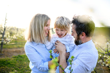 Family with small son standing outdoors in orchard in spring, laughing.