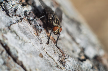 Fly in macro with big red eyes
