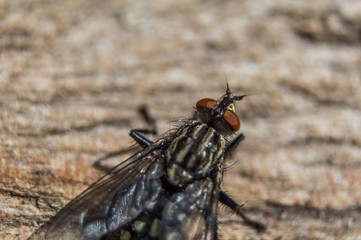 Fly in macro with big red eyes